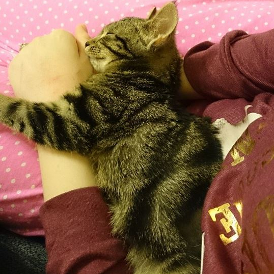 Baby Tilly curled up on my lap. She's fast asleep and has her paws wrapped around my arm.