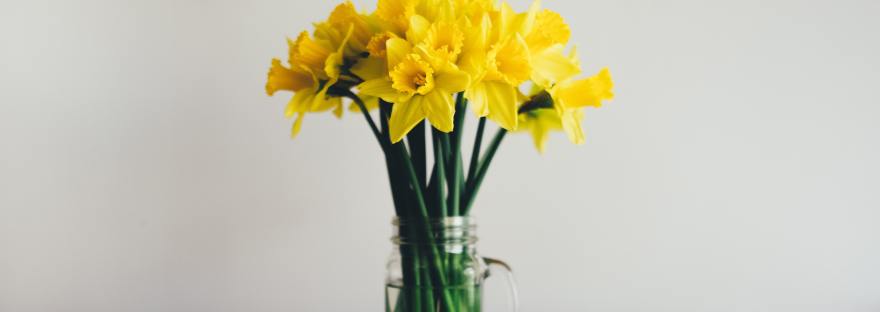 Daffodils