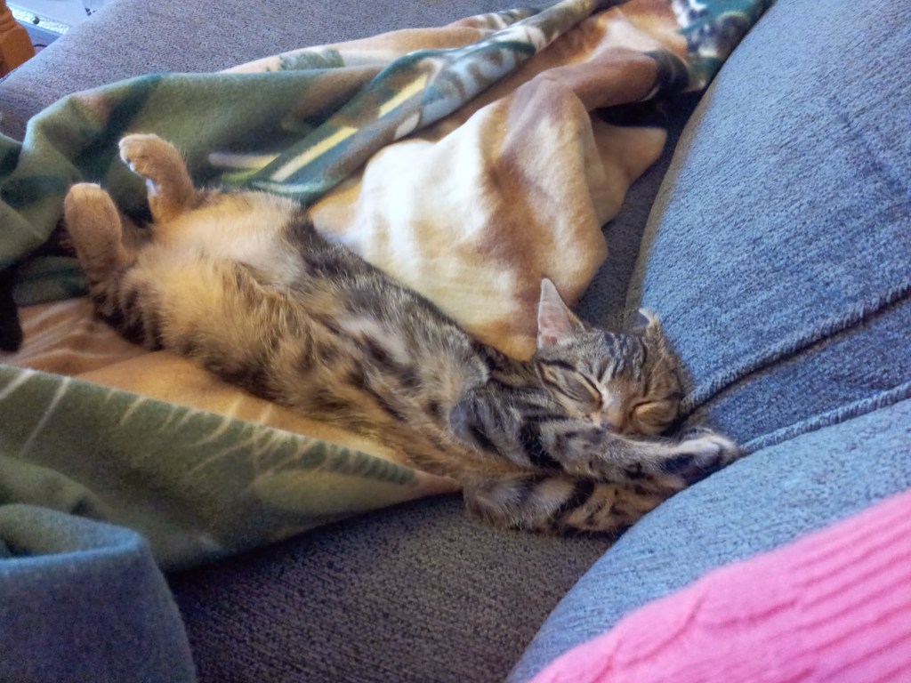 Tilly (aged 12 weeks) is napping on the sofa. She's stretched out on her back on top of a blanket.