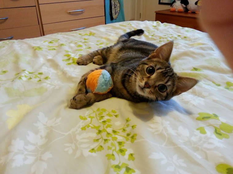 Tilly (around 6 months old) lying on the bed playing with her catnip fish.