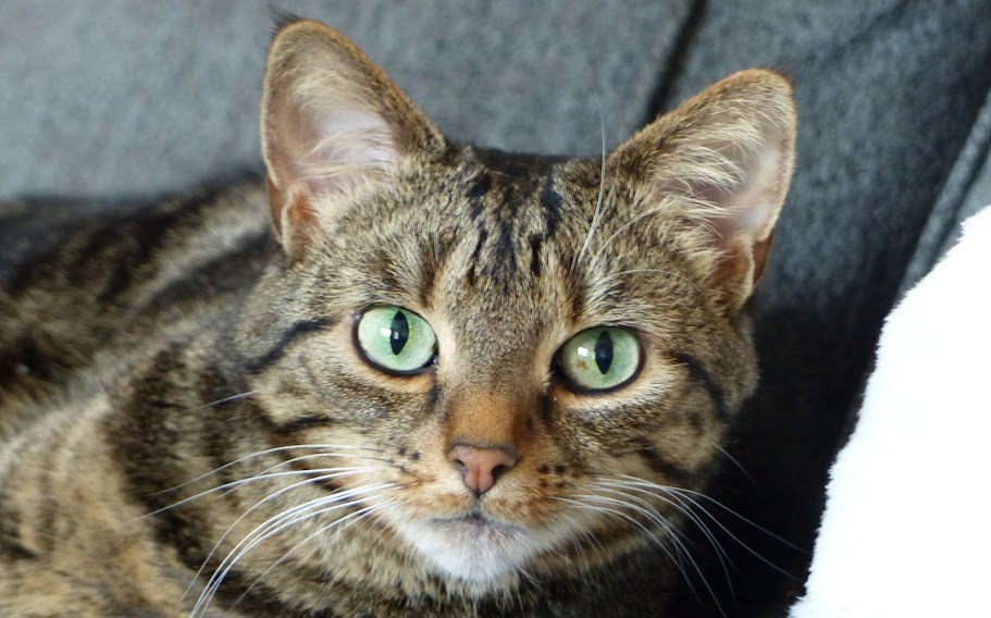 Close up of Tilly looking directly at the camera.