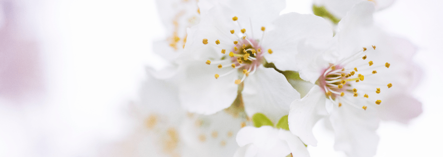 Close up of white cherry blossoms