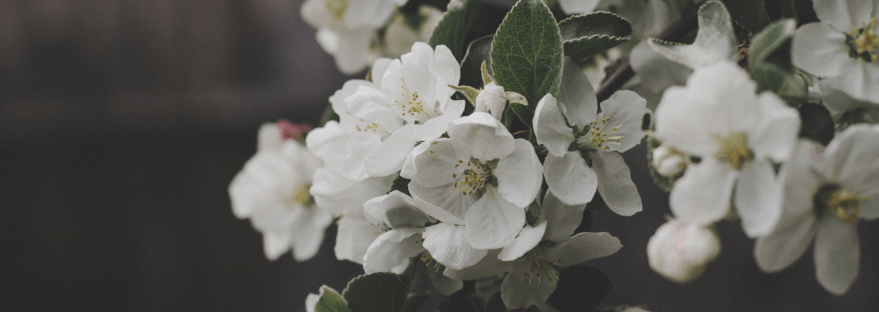 Close up of white flowers against a dark background.