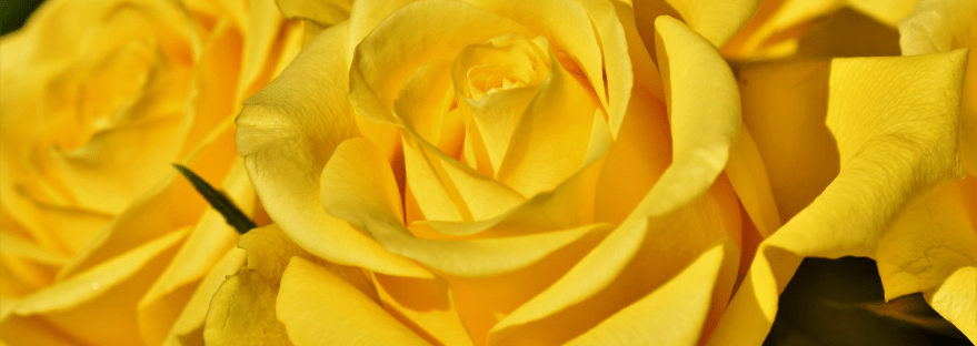 Yellow roses